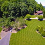 Saltillo Tall Fescue