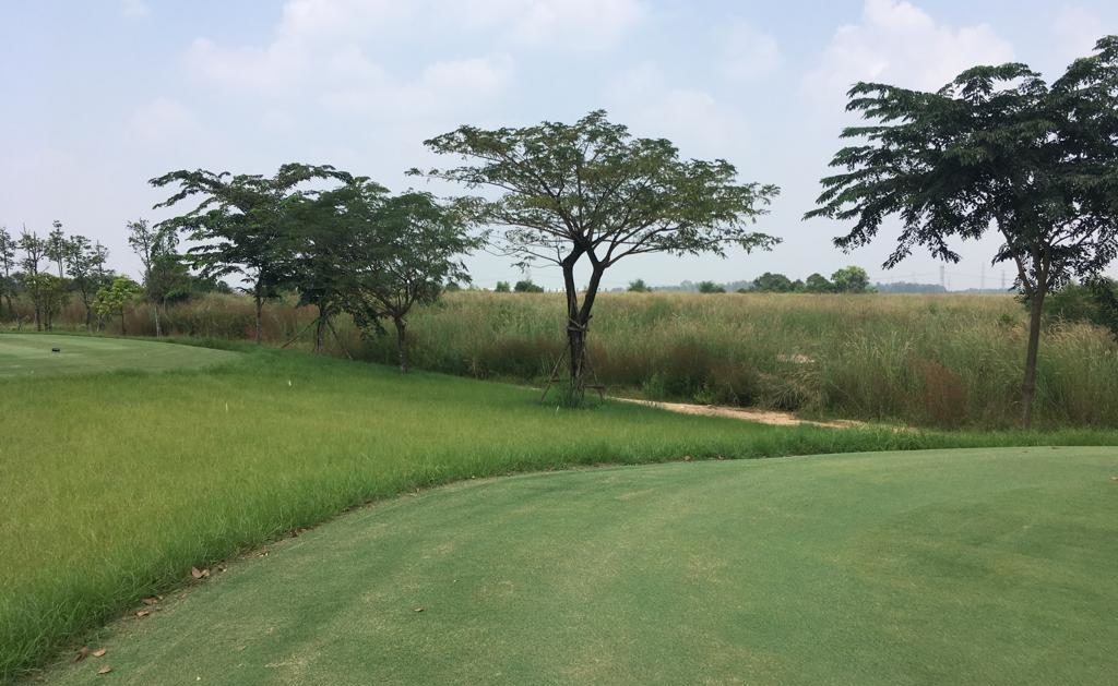 native grasses for golf courses