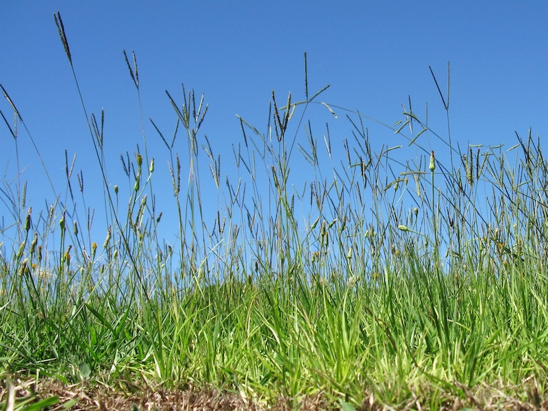 bahiagrass-native-grass-atlas-turf