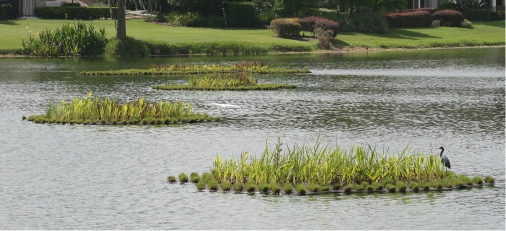 floating wetlands pure dynasty seeded paspalum