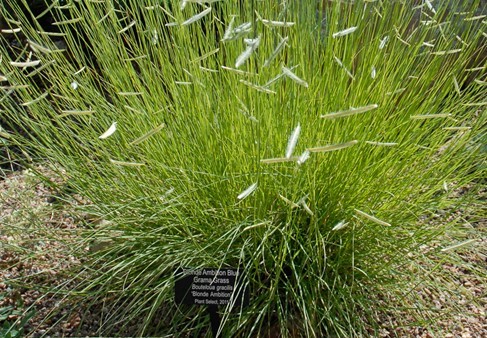 blue-grama-native-grass-atlas-turf