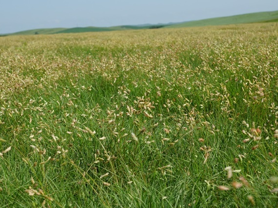 buffalo-grass-native-grass-atlas-turf