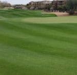Sunrye™ Perennial Ryegrass