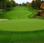 Pure Distinction Creeping Bentgrass