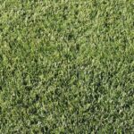 Coronado TDH Tall Fescue