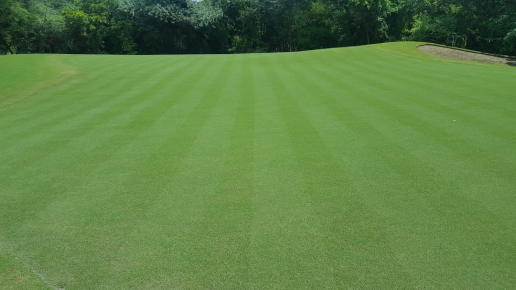 improved golf greens in india featuring miniverde ultra dwarf bermudagrass
