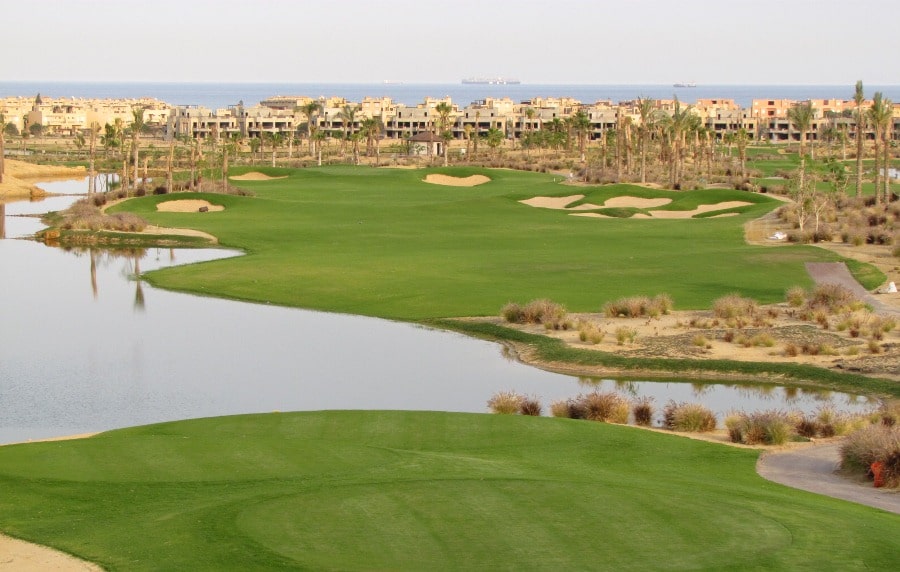 Platinum TE Paspalum Golf Turgrass in Egypt