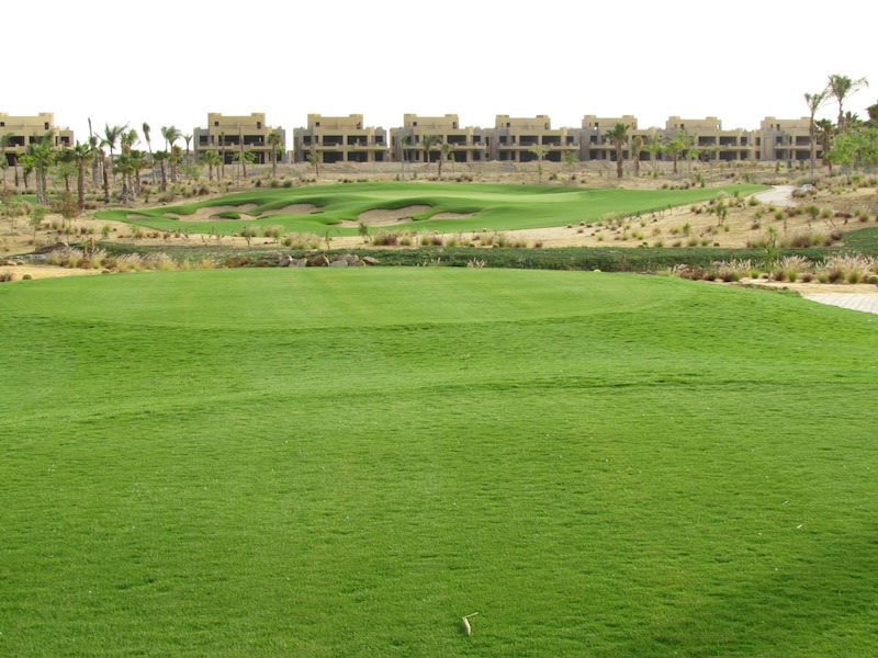 el-ein-egypt-platinum-te-paspalum-atlas-turf-international