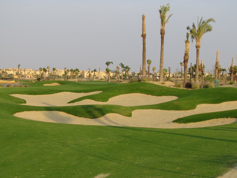 el-ein-platinum-te-paspalum-atlas-turf-international