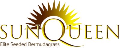 Sun Queen Elite Seeded Bermudagrass