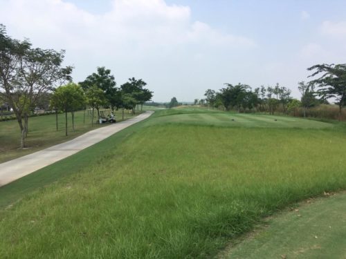 native grass in Vietnam