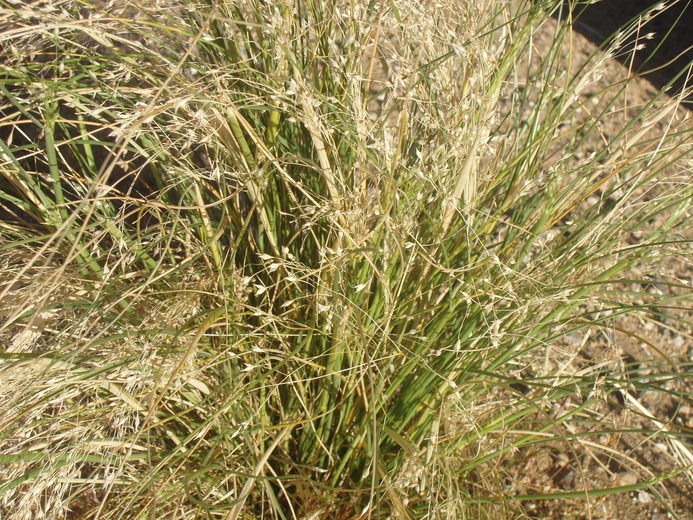 indian-rice-grass-native-grass-atlas-turf