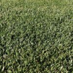 Lifeguard Tall Fescue