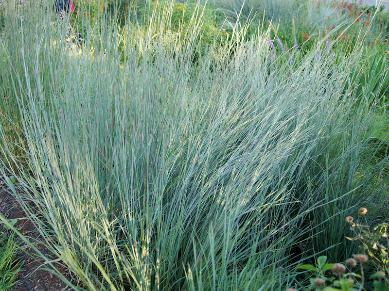 little-bluestem-native-grass-atlas-turf