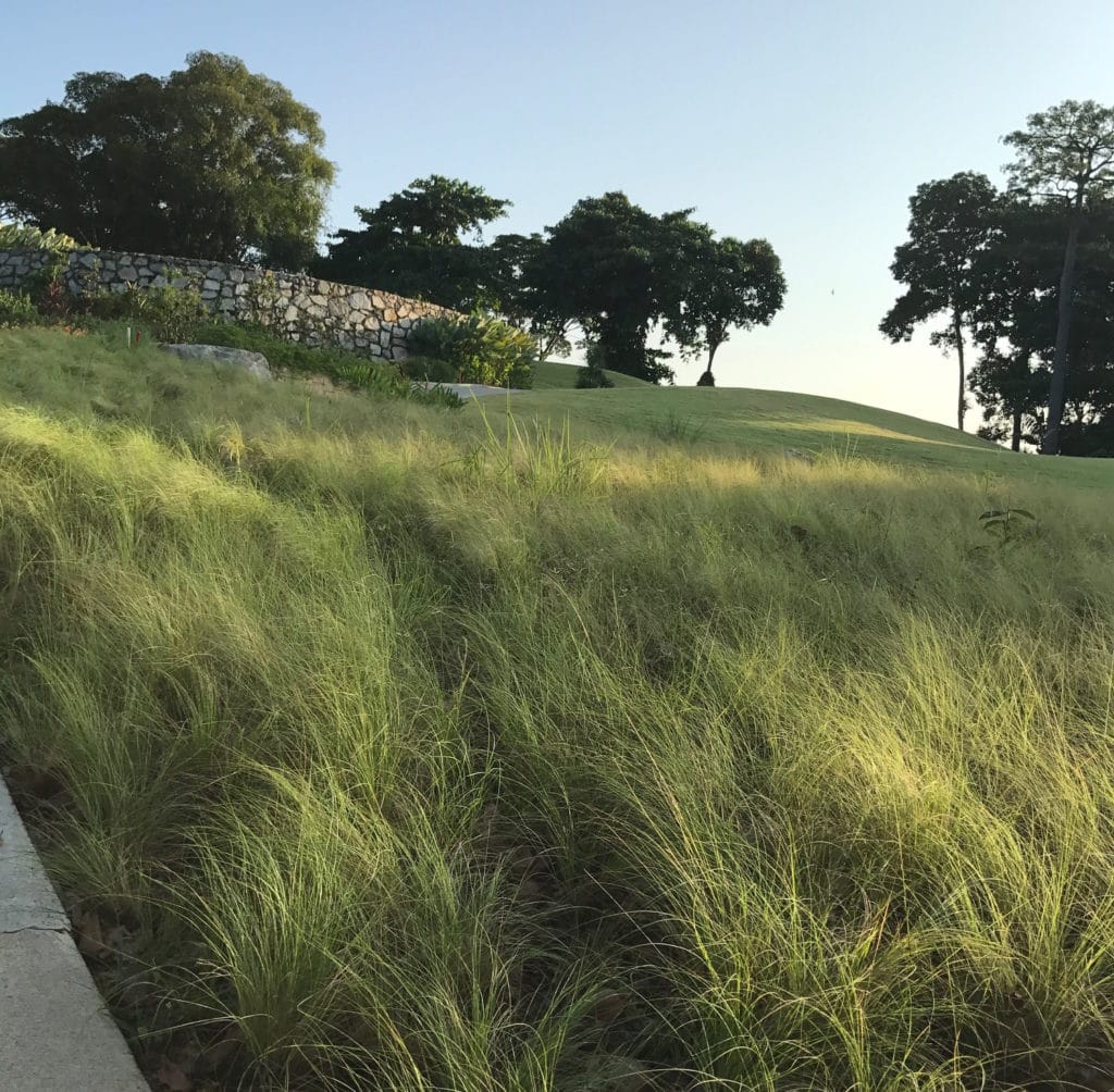 native grass in singapore