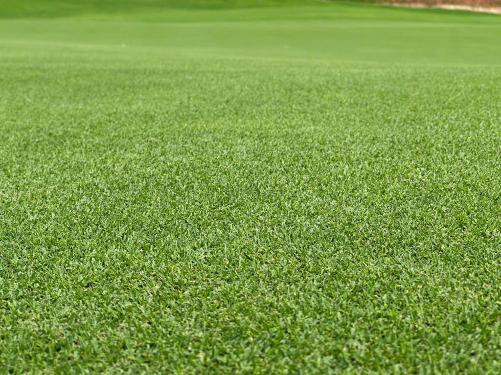 mach-1-ultradwarf-bermuda-greens-montana-golf-north-vietnam-atlas-turf-international.2