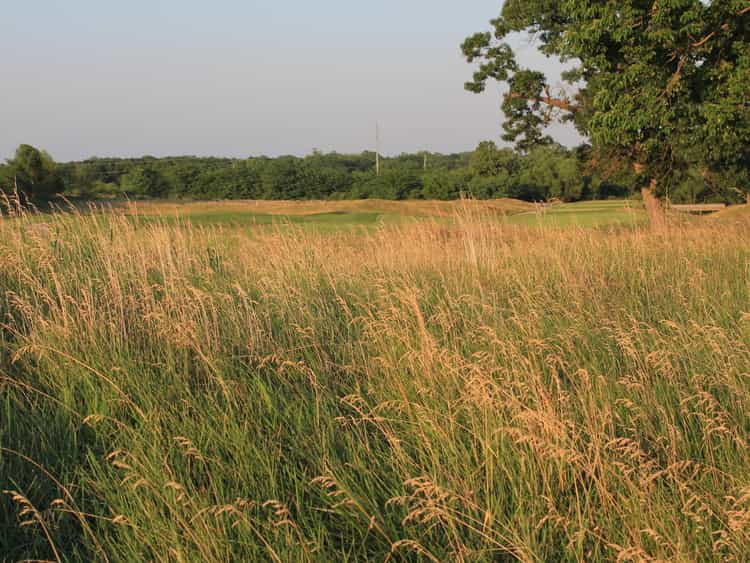 native grasses offer environmental benefits