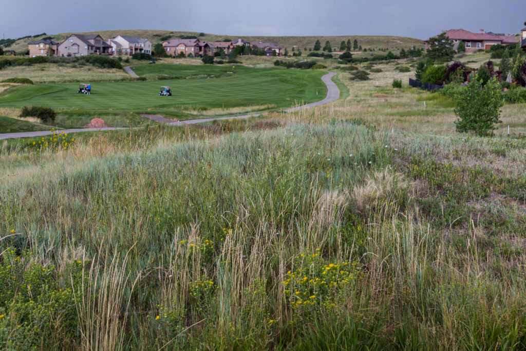 native grasses landscape