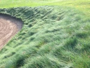 native grass on bunker face