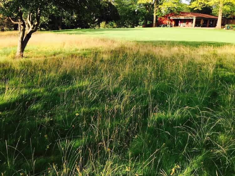 native grasses require little or no maintenance