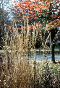 native grass selection