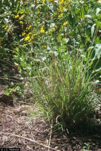 native grass