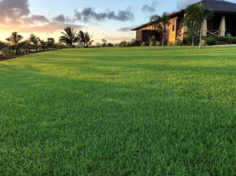 What is Paspalum Grass? 