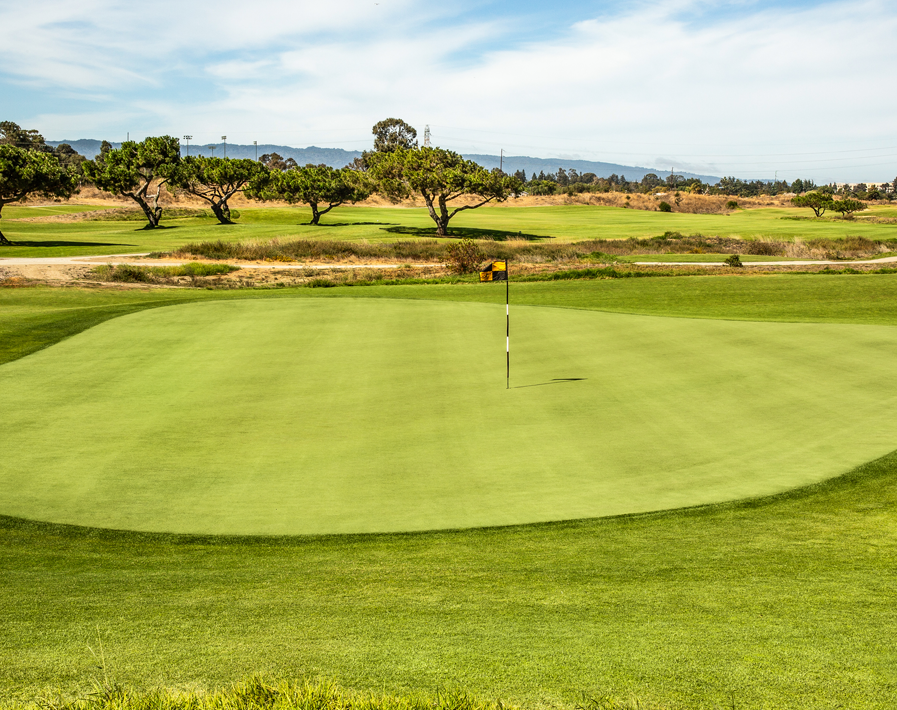 pure-select-creeping-bentgrass-baylands-pure-seed-putting-greens