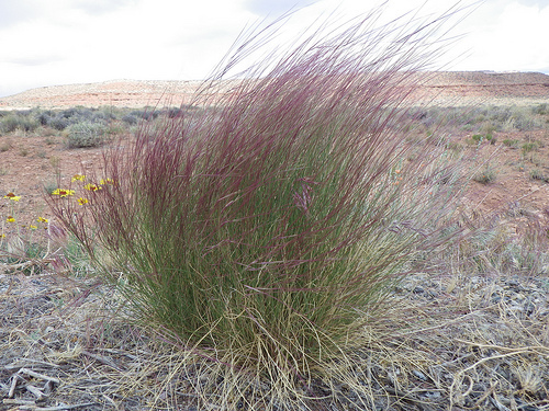 purple-three-awn-native-grass-atlas-turf-international