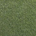 Gray Hawk Perennial Ryegrass