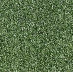 Silver Sun Perennial Ryegrass