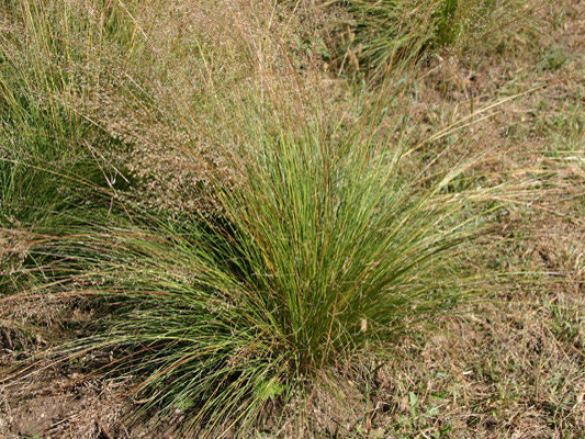 sand-dropseed-native-grass-atlas-turf