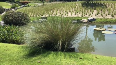 Why Every Project Should Include Native Grasses