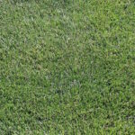 Silver Sport Perennial Ryegrass