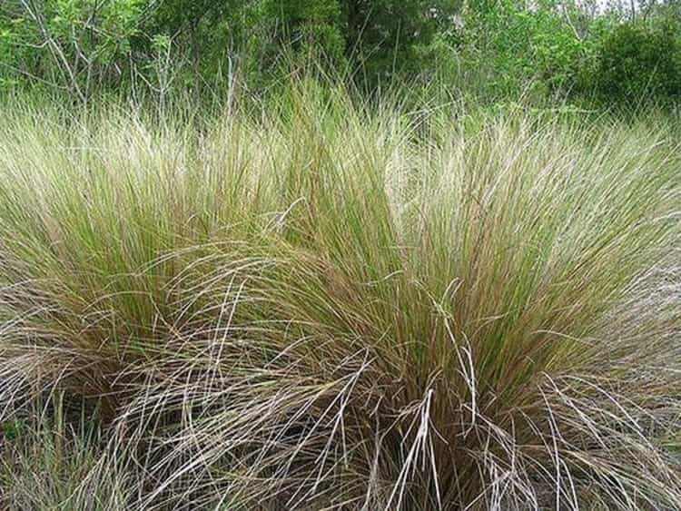 spartina-native-grass-atlas-turf