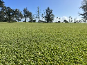 stratis-with-acce-seeded-paspalum