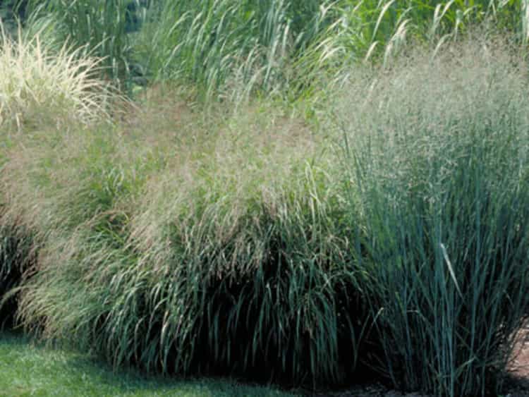 switchgrass-native-grass-atlas-turf
