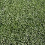 Tirem Kentucky Bluegrass