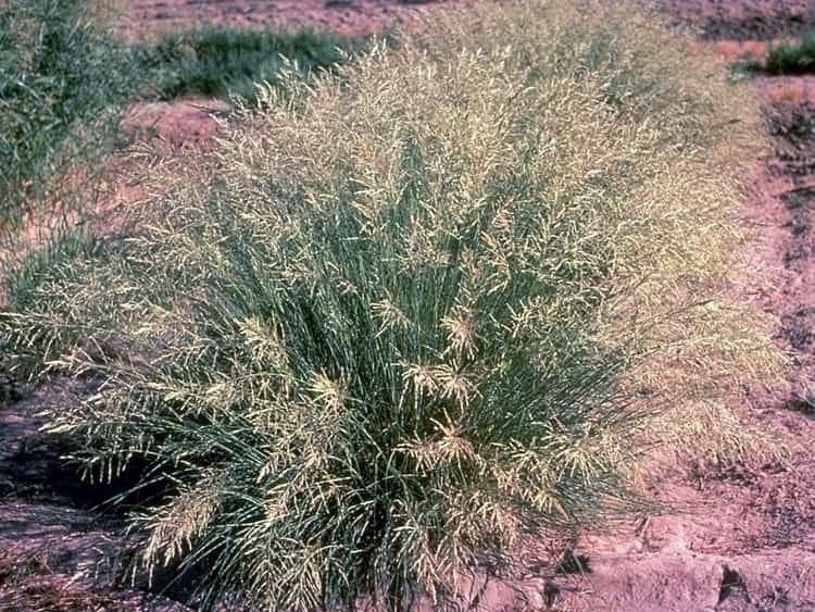 weeping-lovegrass-native-grass-atlas-turf